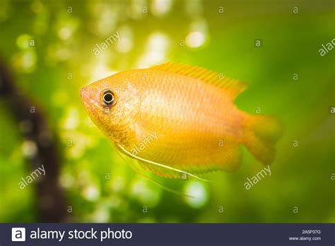 Honey Gourami Trichogaster Chuna Tropical Aquarium Fish In Fish Tank