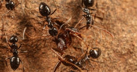 An African Ant Supercolony Is About To Invade Human Civilization