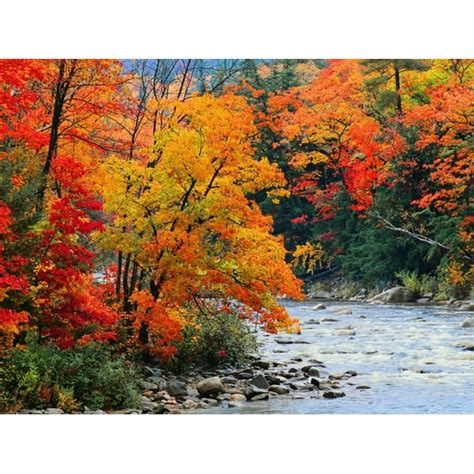 Stream In Autumn Woods Art Print 32x24