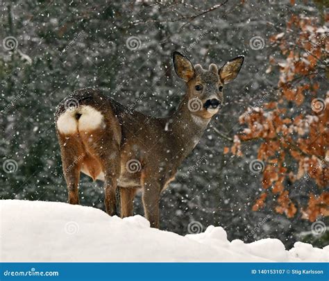 A Wild Roe Deer Capreolus Capreolus Male In A Snowy Wintery Landscape