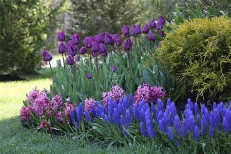The early spring bulbs need to be planted in the fall in order for them to get the period of cold that is needed for establishing the plants. Spring Bulbs for Shady Gardens | Bulb flowers, Spring ...