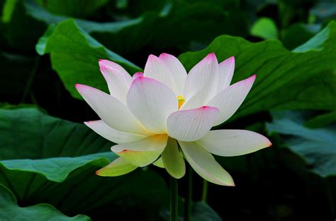 Lotus Flowerz Telegraph