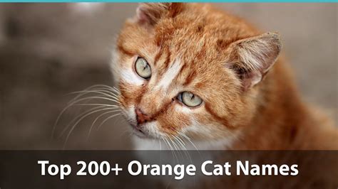 Top 200 Names For Orange Cats Funny Traditional Unique