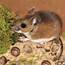 Deer Mice Pests In Tennessee  Pest Identifier US Protection