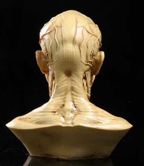 Human Skull Head Skeleton Human Anatomy Precise Adult Head Etsy
