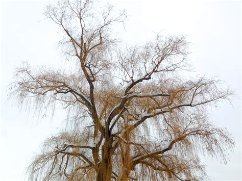 Free Images Tree Branch Winter Birch Season Twig 2015365
