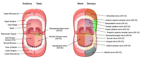 Clinical Overview Of Oral Cavity Cancer Encyclopedia Mdpi