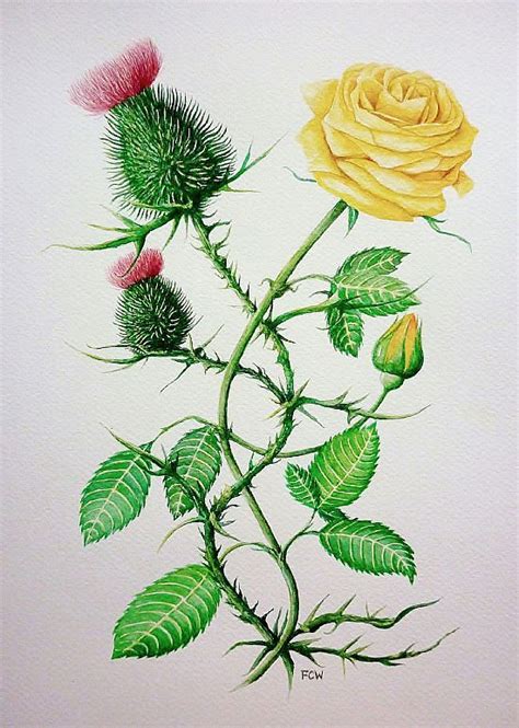 Thistle And Rose Flower Drawing Thistles Art Roses Drawing