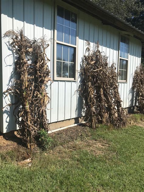 Dried Corn Stalk Bundles Tall Etsy