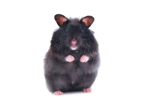 Black Bear Hamster Is This The Ultimate Pet Your Household Needs