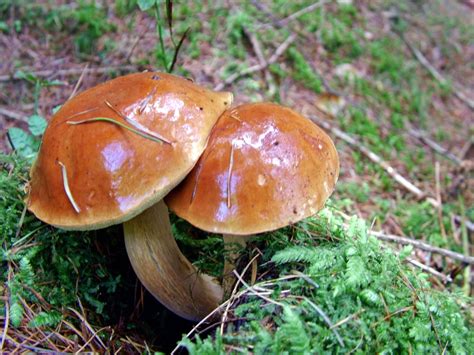 Boletus Badius Bay Bolete4571 Mushroom Fungi Edible Mushrooms