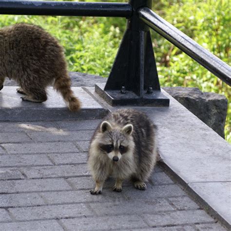 What You Need To Know About Raccoons In Houston Elite Wildlife