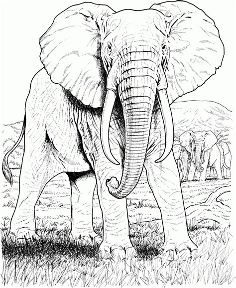 Dibujo Realista De Un Elefante Hd