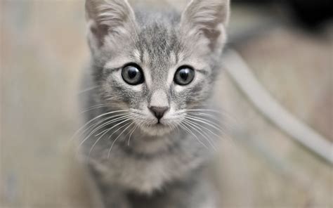 Cute Gray Cat With Gray Eyes Wallpapers And Images