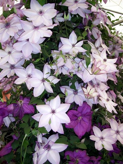 If your plant has a tiny trellis in its nursery pot, keep it in place and have someone help you hold it up as you remove the pot; Clematis Climbing Plants - Tips for planting, care and ...