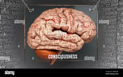 Consciousness Anatomy Its Causes And Effects Projected On A Human