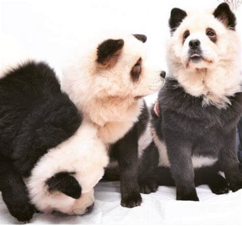 Panda Chow Chow Köpek Mi Yoksa Panda Mı My Animals