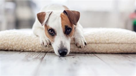 Dog Diarrhea At Night Why It Happens And What To Do
