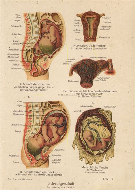 system of pregnancy