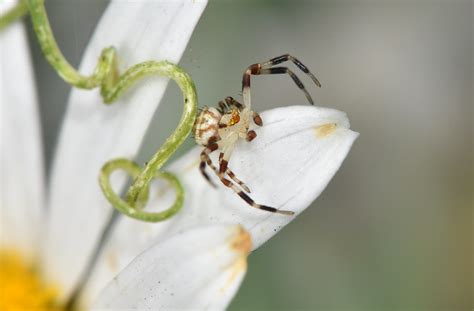 male white crab spider zygometis xanthogaster these males … flickr