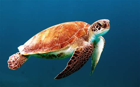 Free Images Water Nature Animal Wildlife Underwater Sea Turtle