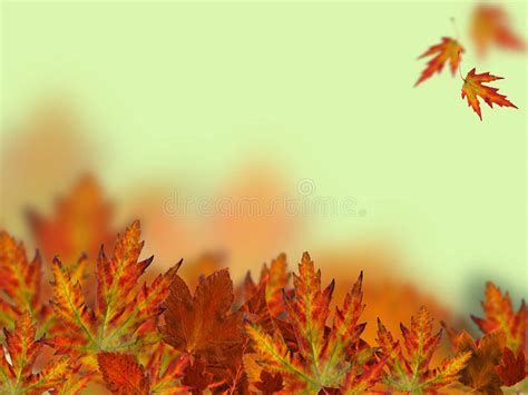 Autumn Oak Leaves Falling Stock Image Image Of Background 33124123