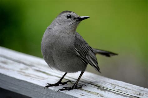 Ways To Keep Birds Away From Patios Porches And Decks