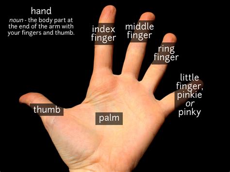 Hand And Fingers Vocabulary Funky English