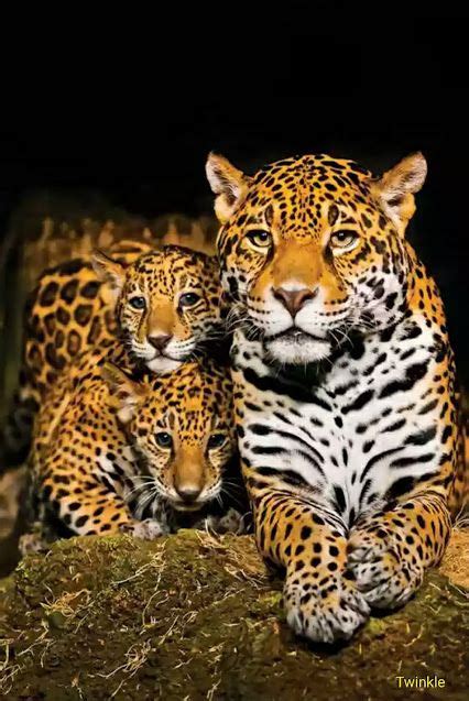 19 Best Jag Images In 2020 Animals Wild Big Cats Wild Cats