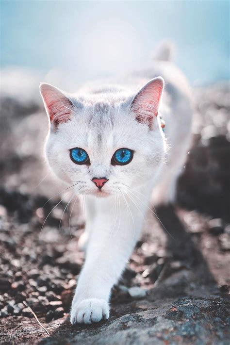 White Cat With Stunning Turquoise Eyes Cat Whitecat Turquoiseeyes Catsaesthetic Cute Cats