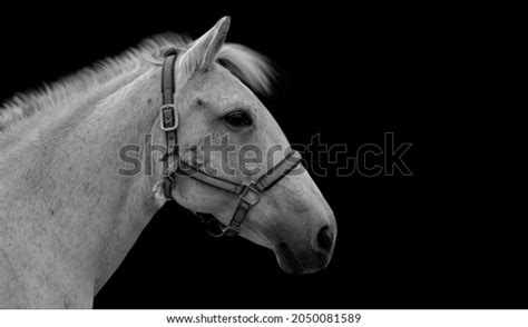 Beautiful White Horse Portrait Black Background Stock Photo 2050081589