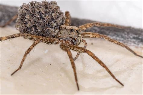 Wolf Spiders In Texas The Complete Guide A Z Animals
