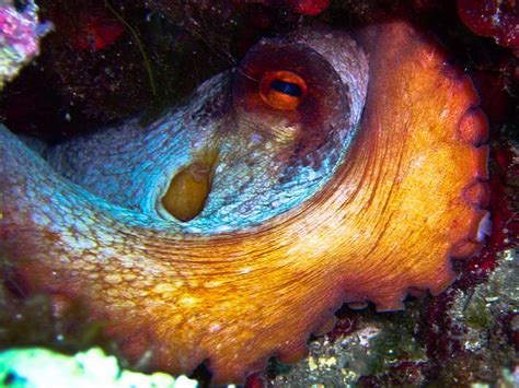 Octopus Or Devilfish Animals That Adapt Their Color To Their