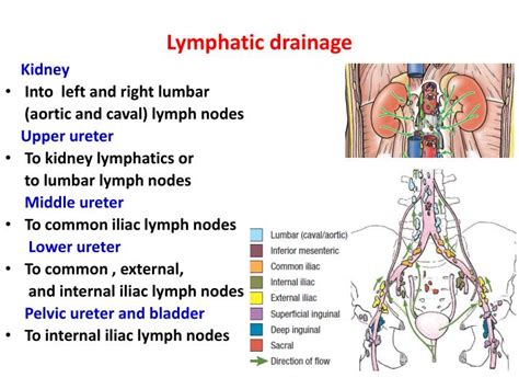 Ppt Anatomy Of He Urinary System Powerpoint Presentation Id1898932