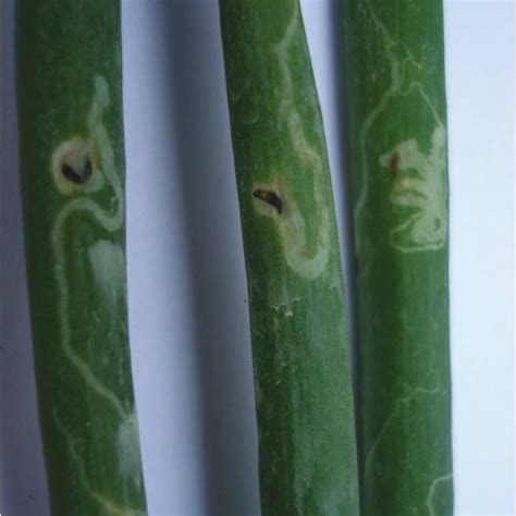 Pest and disease management introduction the damage caused by many pests can often be integrated pest management science and language arts brief description: (PDF) Evaluation of Integrated Pest and Disease Management ...