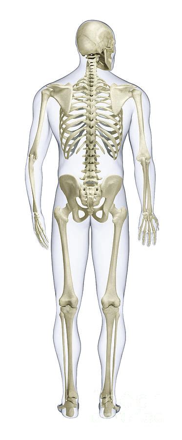 Human Skeleton Rear View Photograph By Dorling Kindersley Fine Art