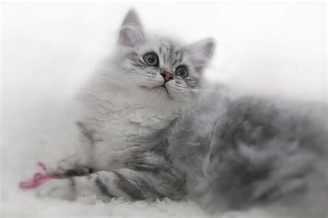 British Longhair Kitten By Melanie Viola Kitten Cat Breeds Cats