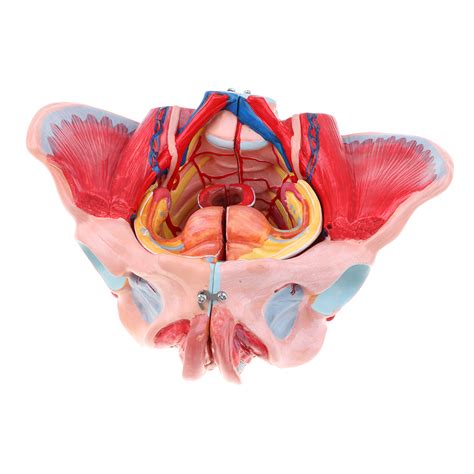 11 Female Pelvis Vessels Muscles Nerves With Vessels Ligaments Muscles