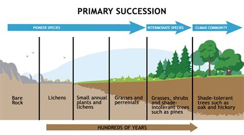 Ecological Succession Definition Types Characteristics Causes