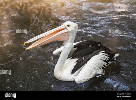 One Australian Pelican Pelecanus Conspicillatus Floating In The Water