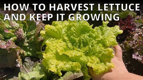 How To Harvest Lettuce So It Keeps Growing Cut And Come Again