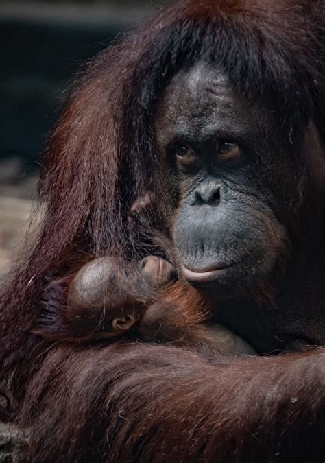 Look At The New Critically Endangered Orangutan Born At Chester Zoo