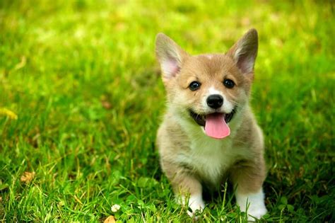 Check out our top list of dog food for corgis along with breed specific nutritional information you need to know. Best Dog Food for Corgis (2020)