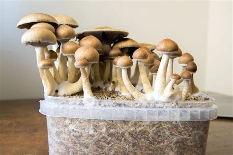 Shroom Bloom Heres How To Grow Mushrooms At Home Watch