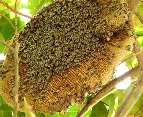 Tahaab Rais Learning From A Honeybee