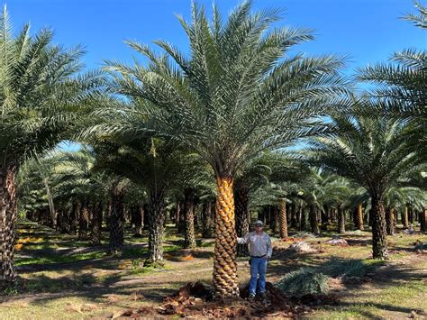 Sylvester Palm Silverwild Date Fish Branch Tree Farm