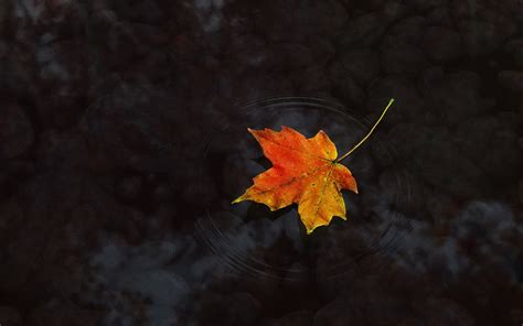 Maple Leaf On Water