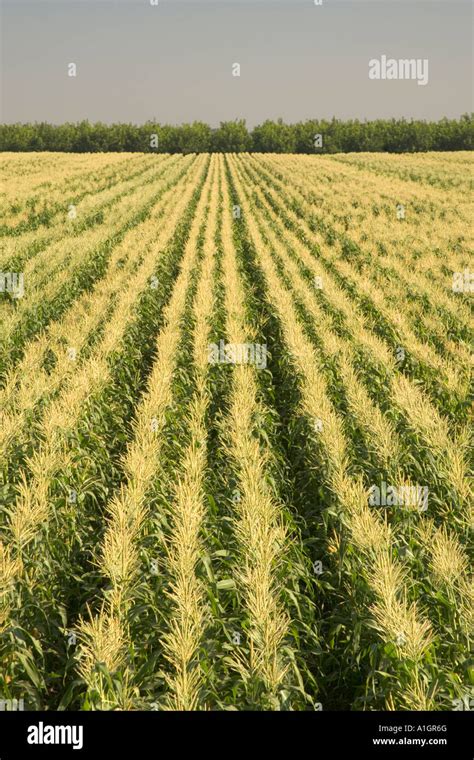 Corn Field Converging Rows Tassel Stage Stock Photo Alamy