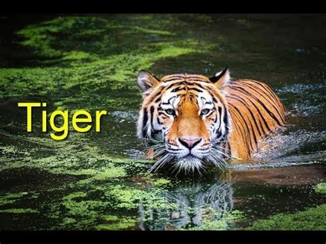 World wide fund for nature — world wide fund for na|ture [ wə:ldwaɪd fʌnd fɔ: Amazing Wild Animals Compilation | Beautiful Nature ...