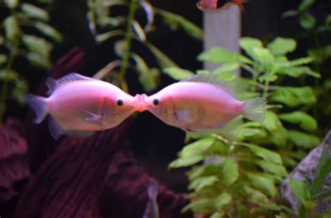 Pin By Goldie On Silly In 2023 Kissing Gourami Cute Animals